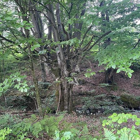 Соколів Камінь Novoselitsa  المظهر الخارجي الصورة