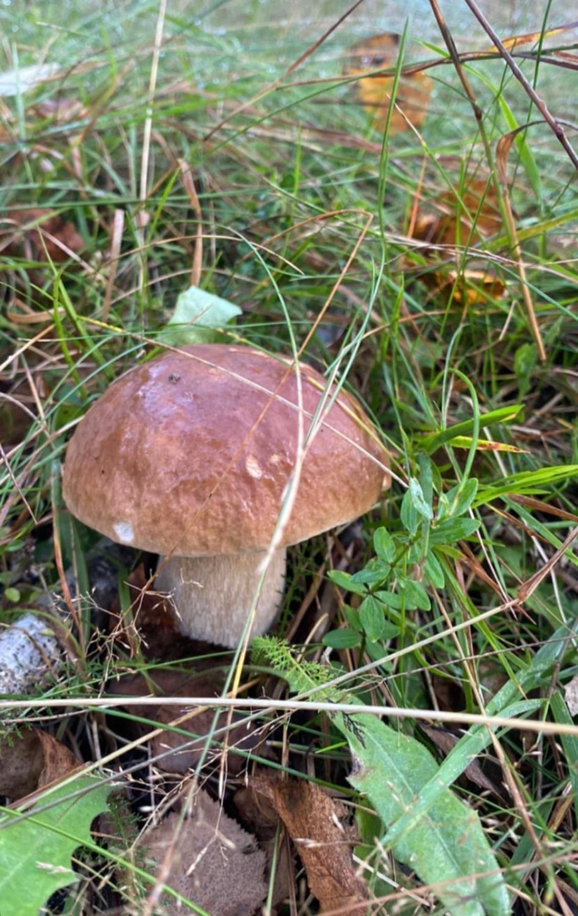 Соколів Камінь Novoselitsa  المظهر الخارجي الصورة