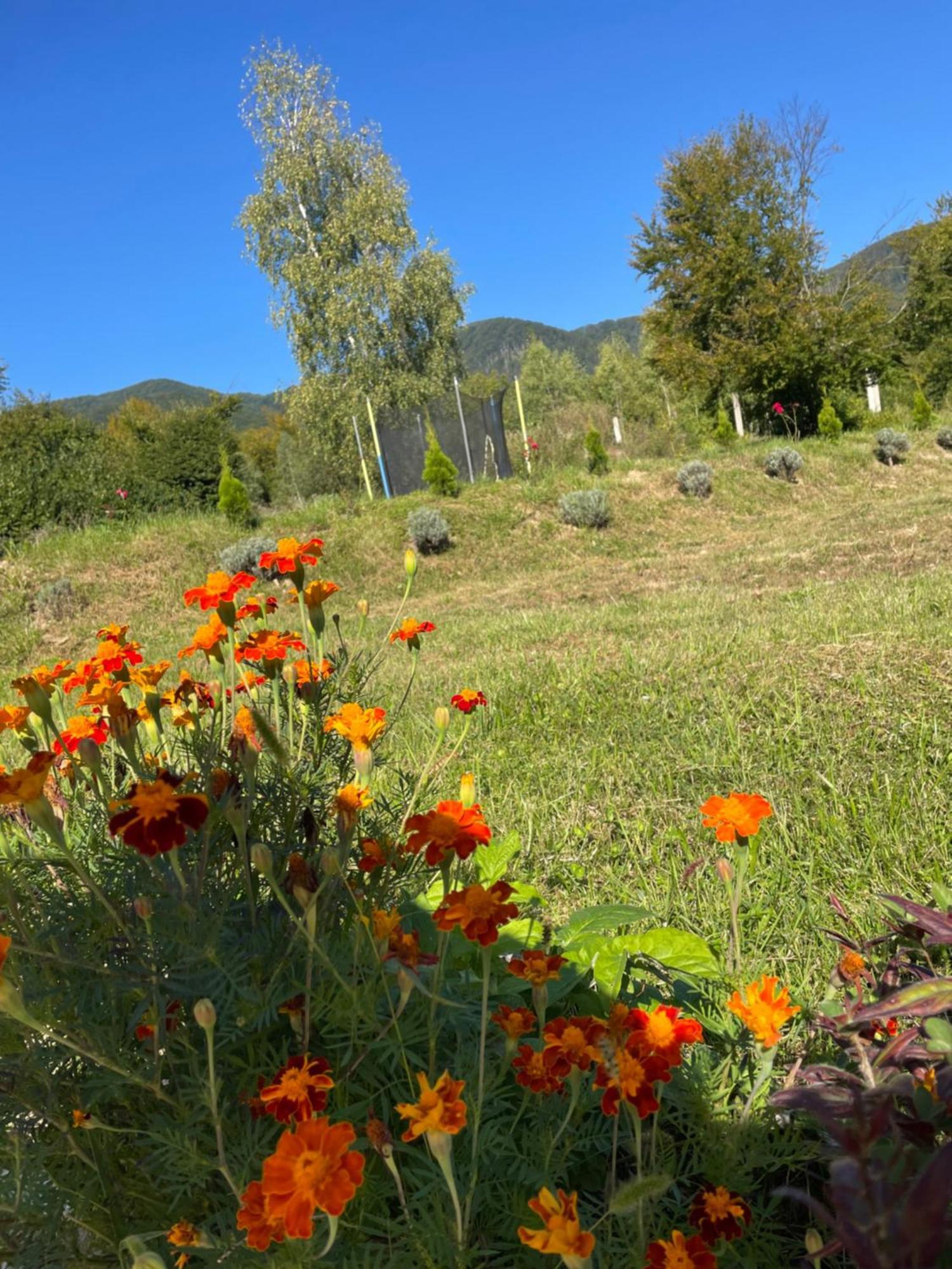 Соколів Камінь Novoselitsa  المظهر الخارجي الصورة