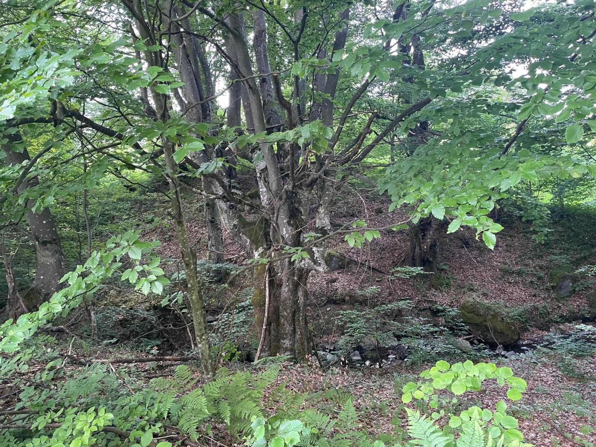 Соколів Камінь Novoselitsa  المظهر الخارجي الصورة